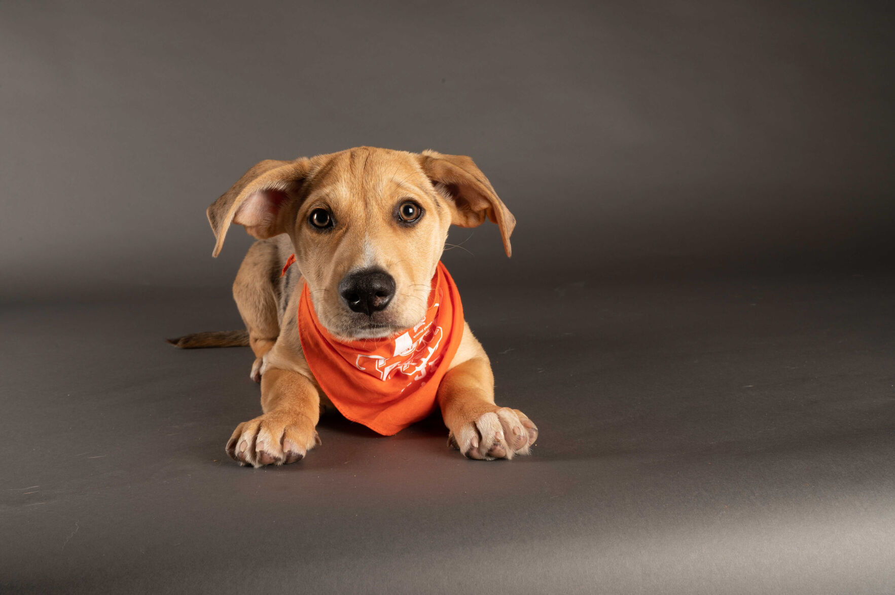 PUPPY BOWL XVII